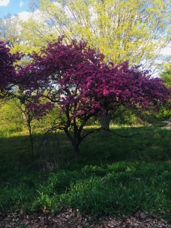 cherryblossom1