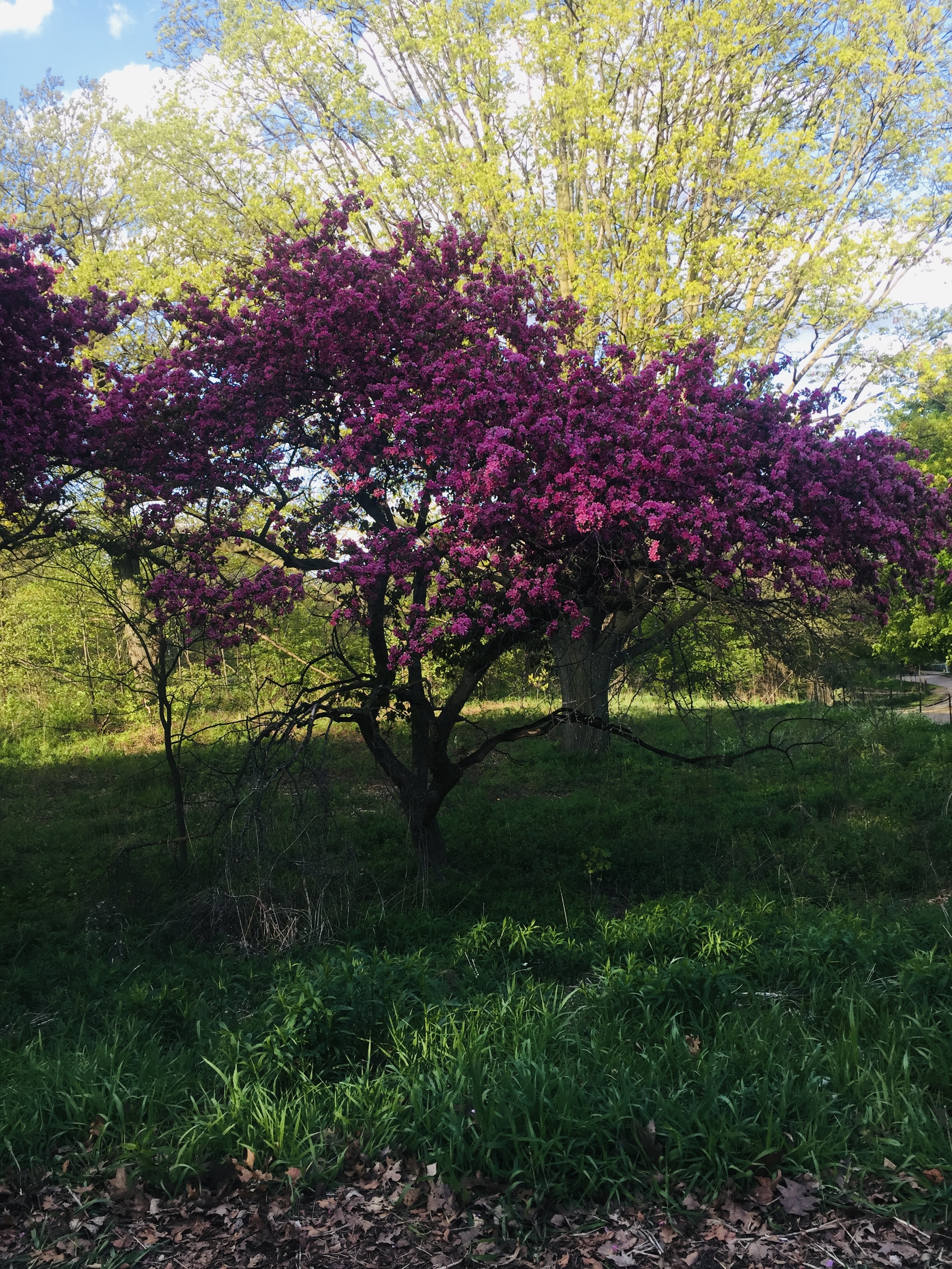 cherryblossom1